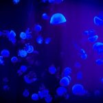 Water Conservation - Jelly Fish With Reflection Of Blue Light