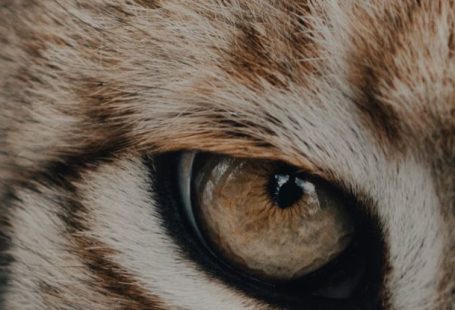 Rare Diseases - Wild lynx with fluffy red fur and yellow eyes looking at camera in daylight